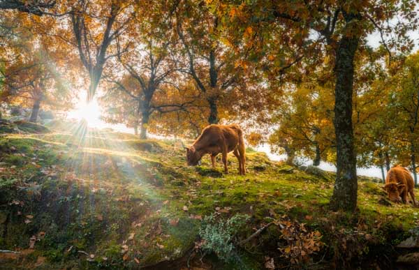 Vacas
